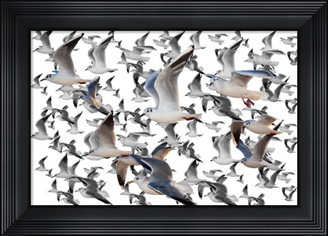 Framed Bird Collection 35 Print