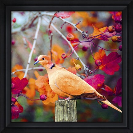 Framed Bird Collection 37 Print
