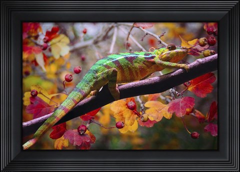 Framed Chameleons Print