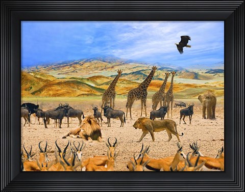 Framed Lion African Safari 1A Print