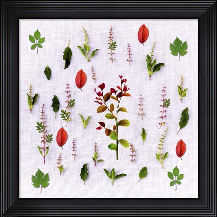 Framed Herbs Print