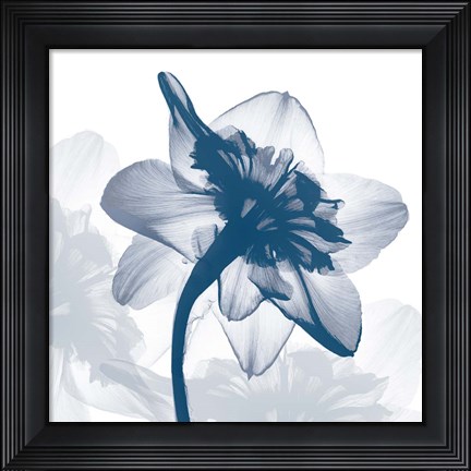 Framed Daffodil dance Print