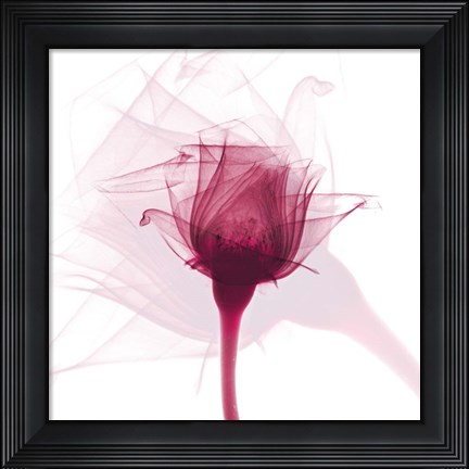 Framed Rose Dance Print