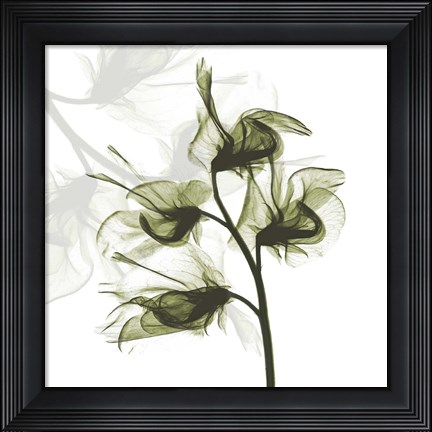 Framed Sweet Pea Dance Print