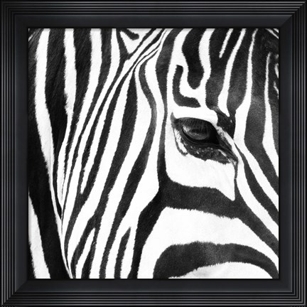 Framed Zebra Up Close Print
