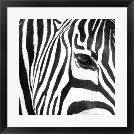 Framed Zebra Up Close Print