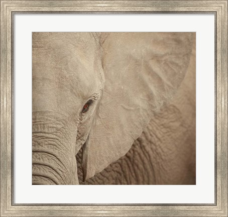 Framed Elephant Up Close Print