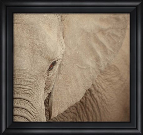 Framed Elephant Up Close Print