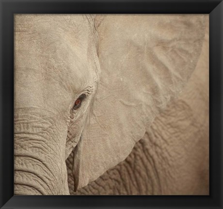 Framed Elephant Up Close Print