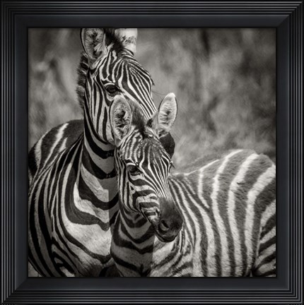 Framed Zebra Pair Print