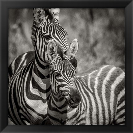 Framed Zebra Pair Print