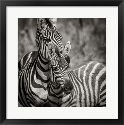 Framed Zebra Pair Print