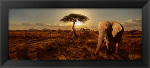 Framed Elephant and Tree Print