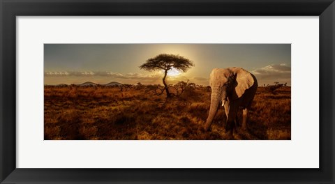 Framed Elephant and Tree Print