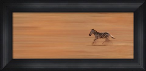 Framed Zebra Running Print
