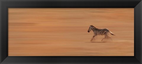 Framed Zebra Running Print