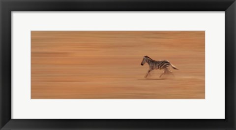 Framed Zebra Running Print