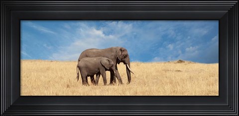 Framed Elephant and her Calf Print
