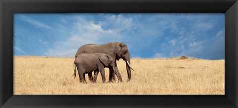 Framed Elephant and her Calf Print