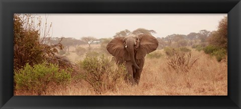 Framed Elephant in the Savannah Print