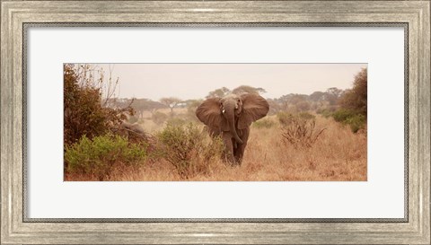 Framed Elephant in the Savannah Print
