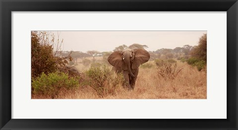 Framed Elephant in the Savannah Print