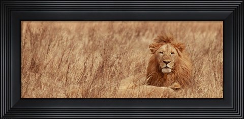 Framed Majestic Lion Print
