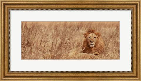 Framed Majestic Lion Print