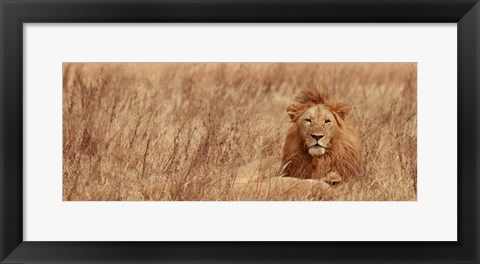 Framed Majestic Lion Print