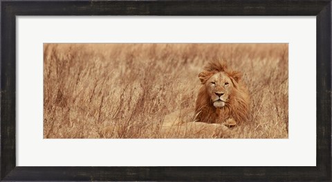Framed Majestic Lion Print