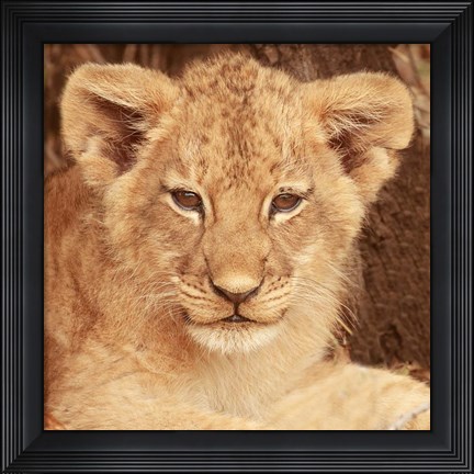 Framed Lion Cub Print