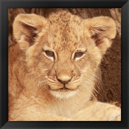 Framed Lion Cub Print