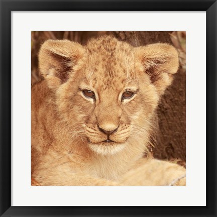 Framed Lion Cub Print