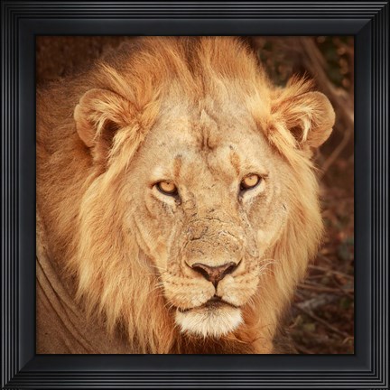 Framed Lion Up Close Print