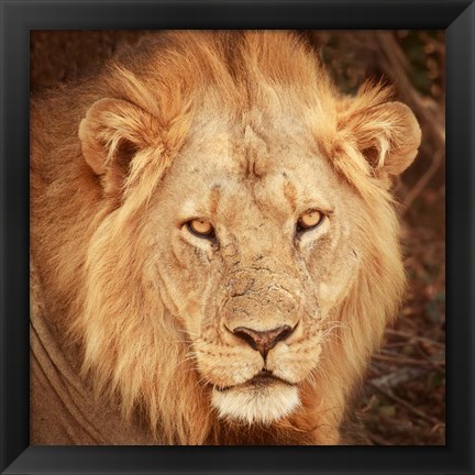 Framed Lion Up Close Print