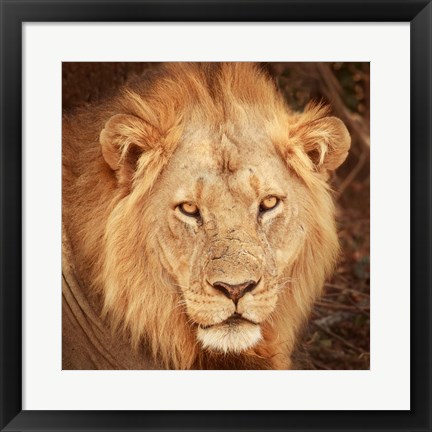 Framed Lion Up Close Print