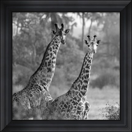 Framed Pair of Giraffes Print