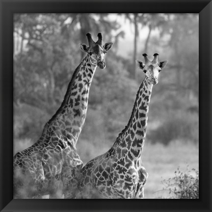 Framed Pair of Giraffes Print