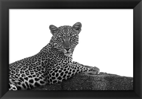 Framed Leopard in Black and White Print