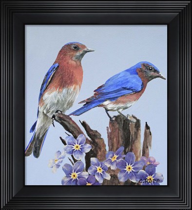 Framed Eastern Bluebird Duo Print