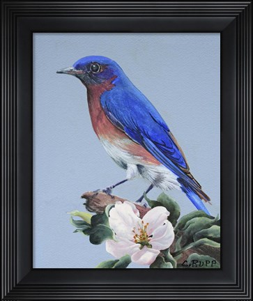 Framed Eastern Bluebird Print