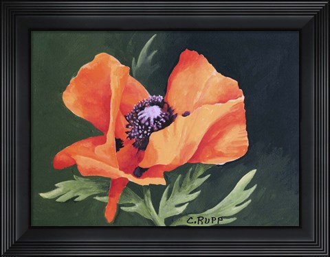 Framed Red Poppy III Print