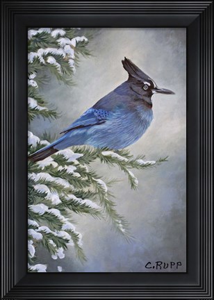 Framed Stellar Jay in Winter Print