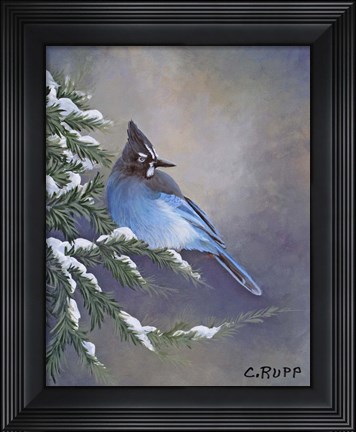 Framed Stellar Jay Waiting for Sunrise Print