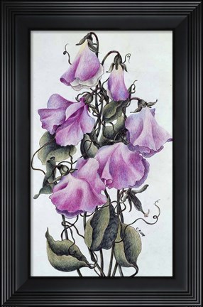 Framed Sweet Pea Print