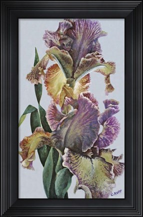 Framed Varied Bearded Iris Print