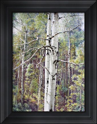 Framed Summer Aspen Color Print