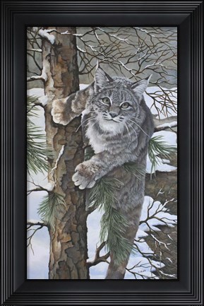 Framed Bobcat Print