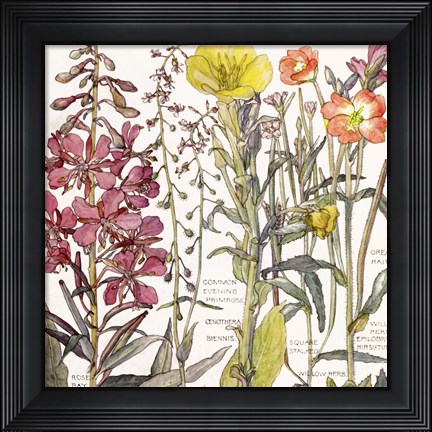 Framed Ambrosia 2 Print