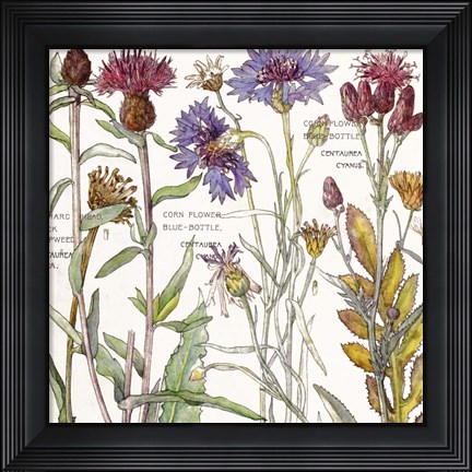 Framed Ambrosia 3 Print